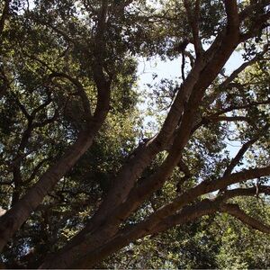 Meet your Posher, Avi